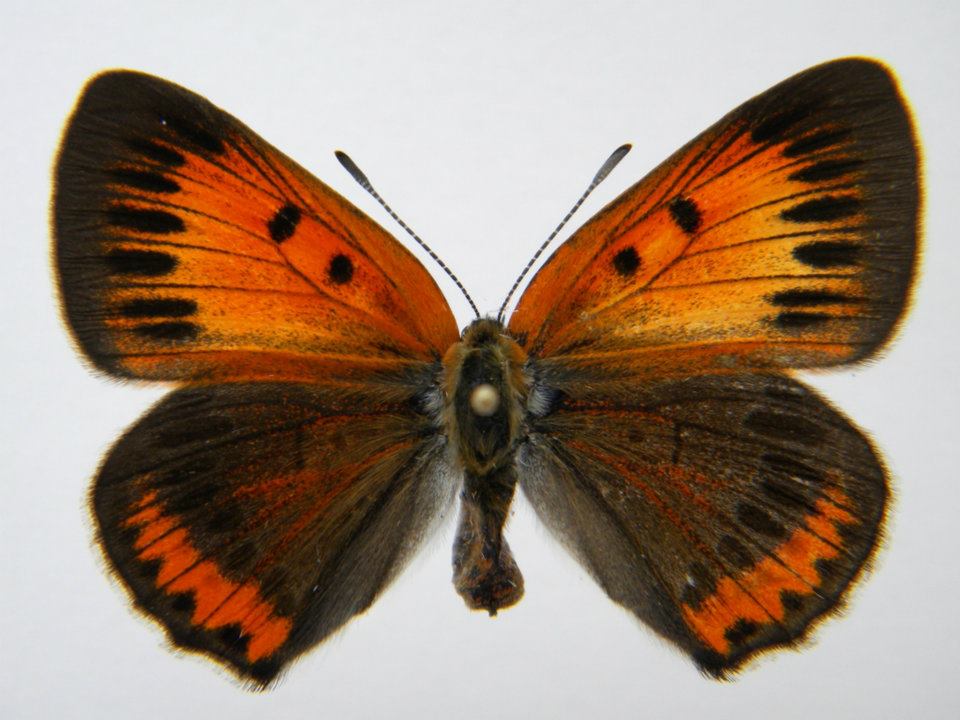 Lycaena dispar abb2 (Internet Image property of respective owner, non-commercial use only)